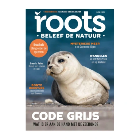 Over Roots