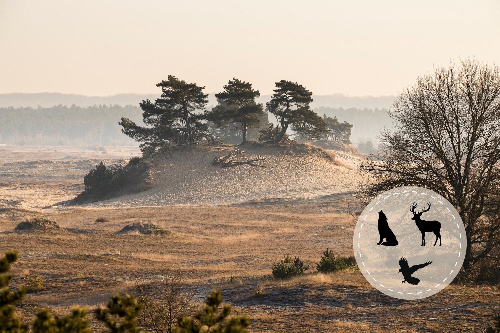 Veluwe