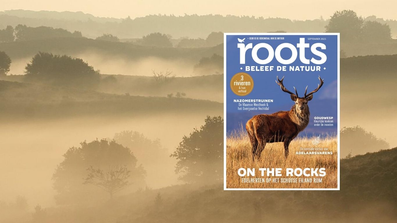 Roots september 2025