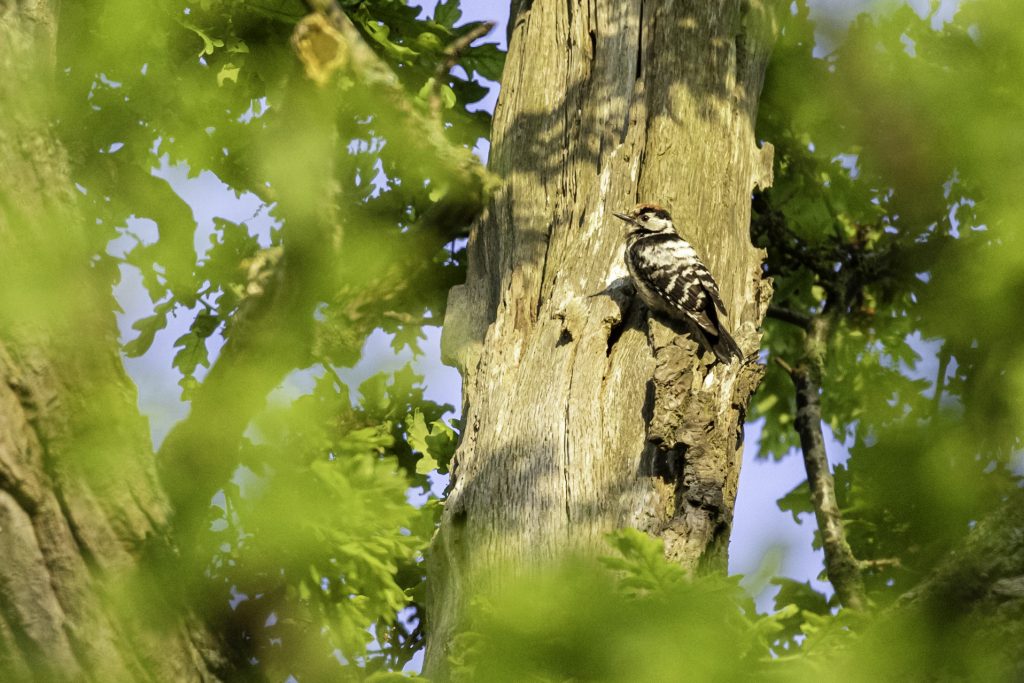 kleine bonte specht
