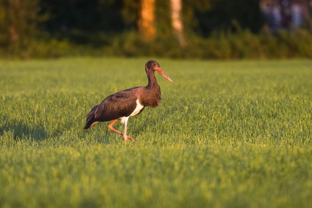 Zwarte ooievaar