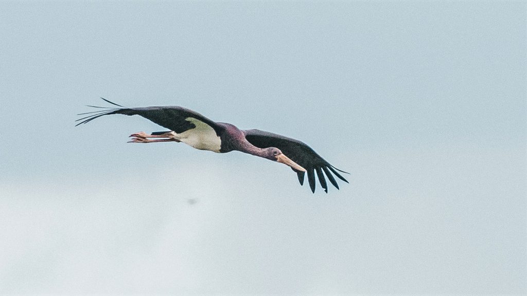 Zwarte ooievaar