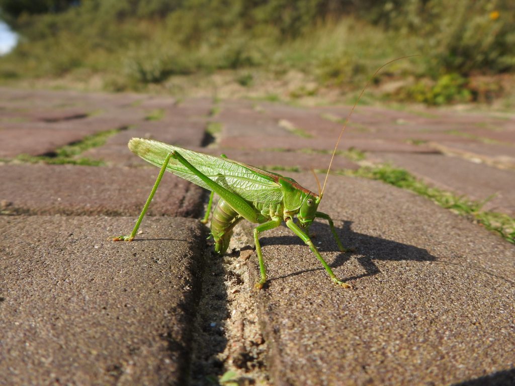 Grote sabelsprinkhaan