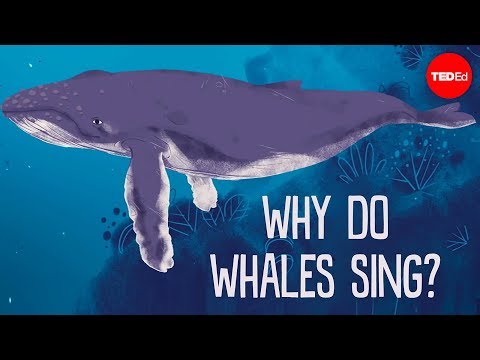 Zingende walvissen