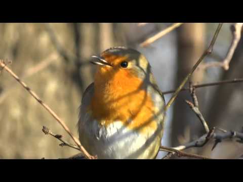 Zingende roodborst