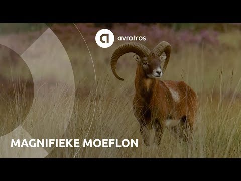 Moeflons Hoge Veluwe