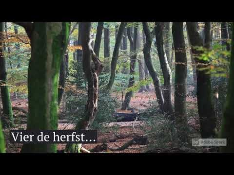 Speulderbos: wandel door het bos met de dansende bomen