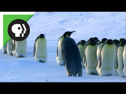 Pinguïns op Antarctica (1)