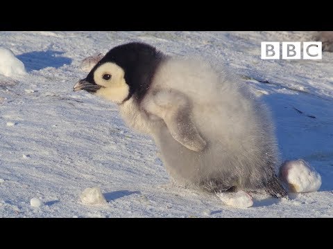 Pinguïns op Antarctica (2)