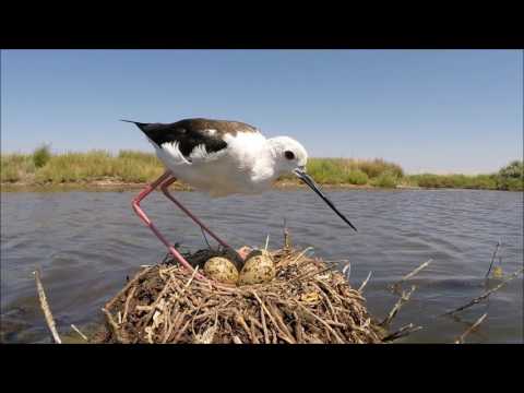 De steltkluut maakt een met plantenresten verhoogd nest in de buurt van het water