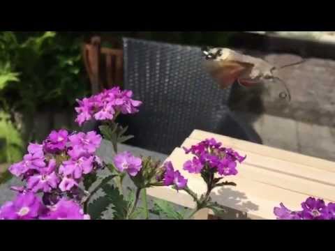 Slowmotion filmpje van een nectardrinkende kolibrievlinder