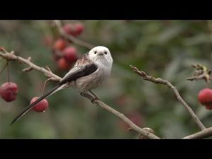 Witkopstaartmees in de tuin