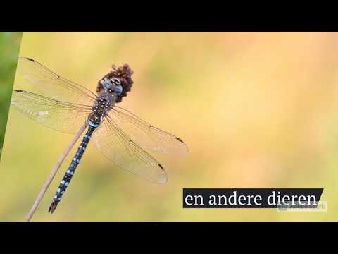 Sfeer: natuurwandelen rond Haastrecht