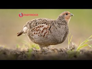 Project Partridge – de Europese bescherming van patrijzen