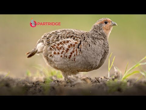 Project Partridge – de Europese bescherming van patrijzen