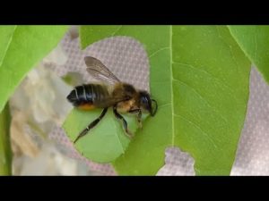 Grote bladsnijder in actie