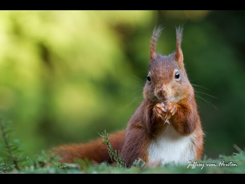 Ravottende rode eekhoorns