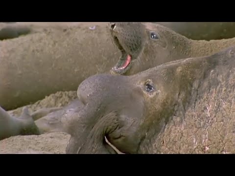 Knokkende zeeolifanten