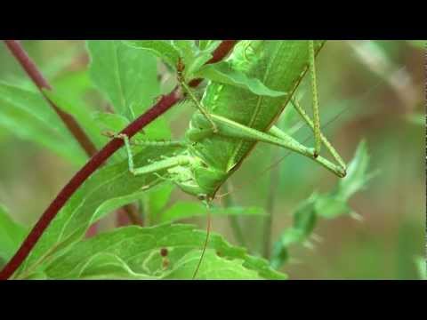 Sjirpende grote groene sabelsprinkhaan