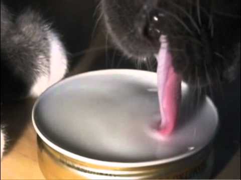 Drinktechniek van katten