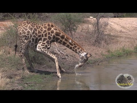 Drinkende giraffe