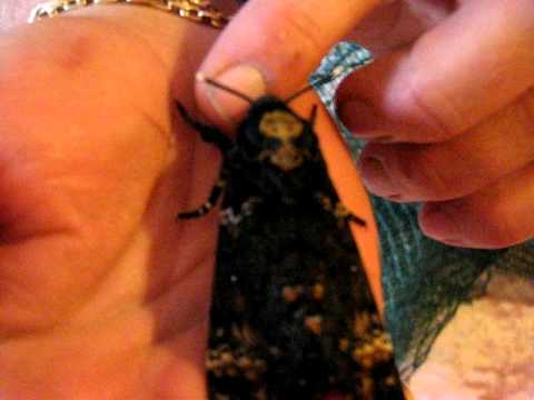 Het unieke geluid van de doodshoofdvlinder