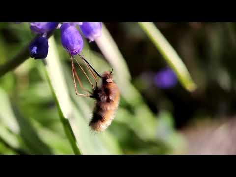 Een wolzwever haalt nectar uit een plant