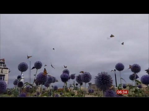 Filmpje van wolken distelvlinders in Engeland