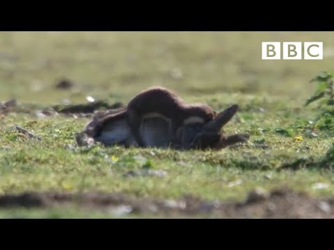 Hermelijn jaagt op een konijn