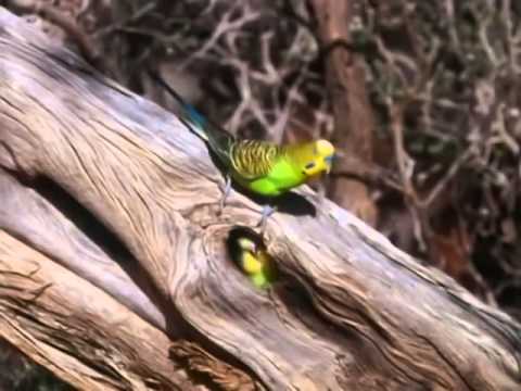 Budgies in de bush