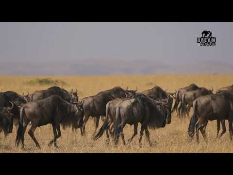 De migratie van gnoes naar de Masai Mara
