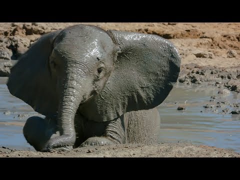 Babyolifantje in bad