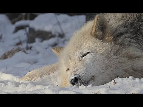 Wolf neemt sneeuwbad