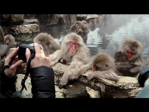 Japanse sneeuwapen