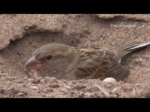 Heggenmus bestoft zich