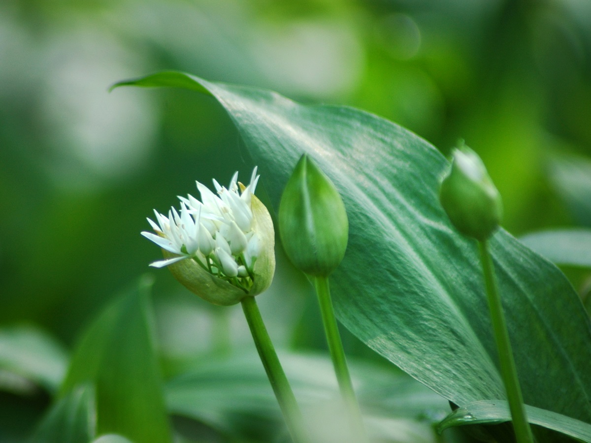 plantenweetjes