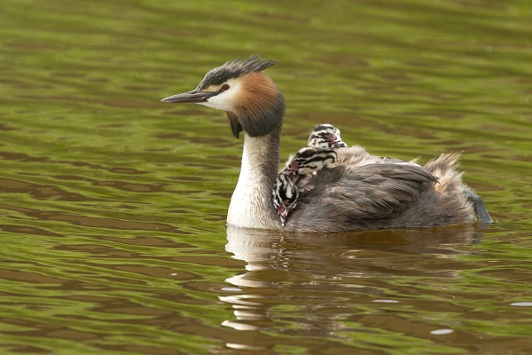 jonge futen