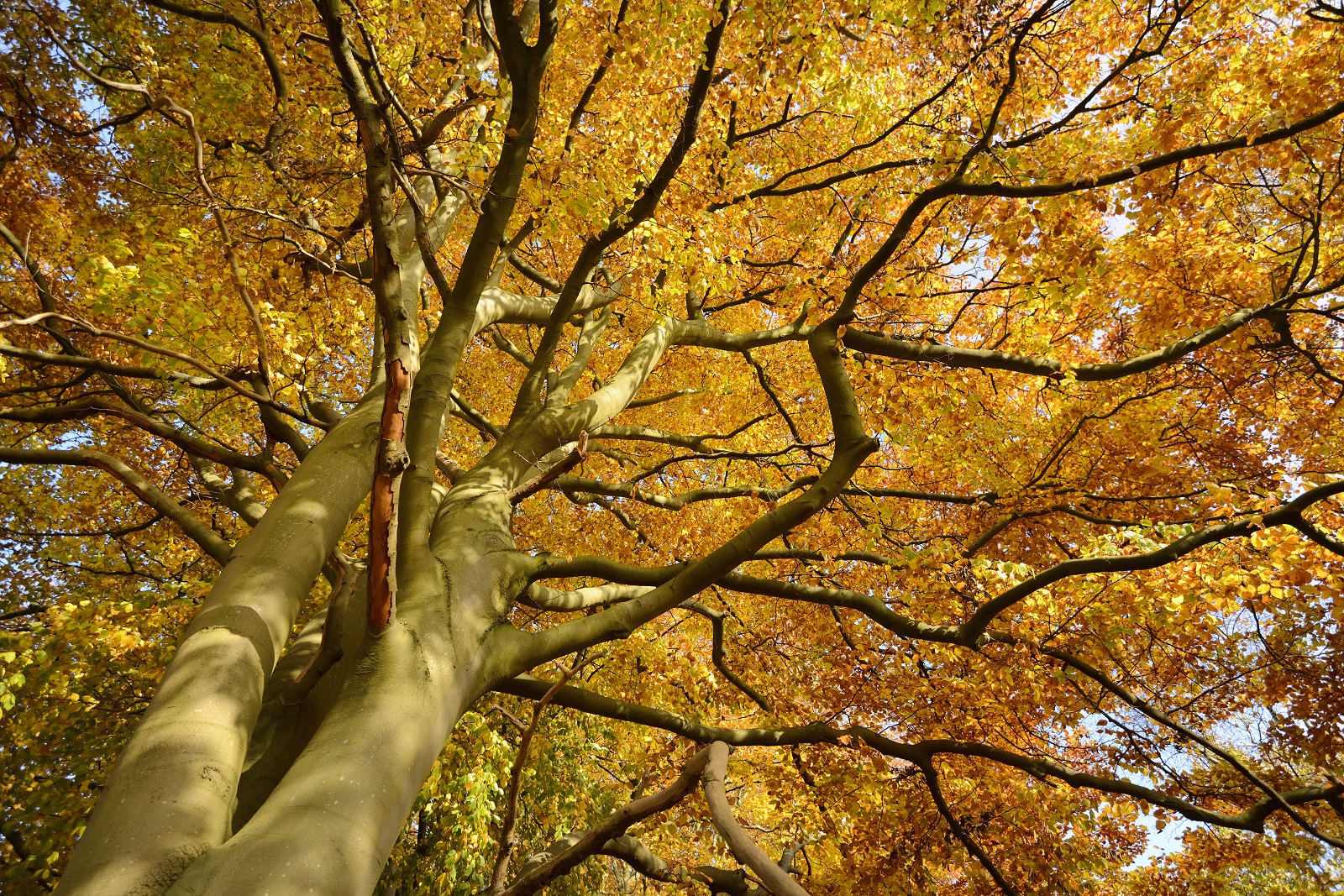 beuk in herfstkleuren