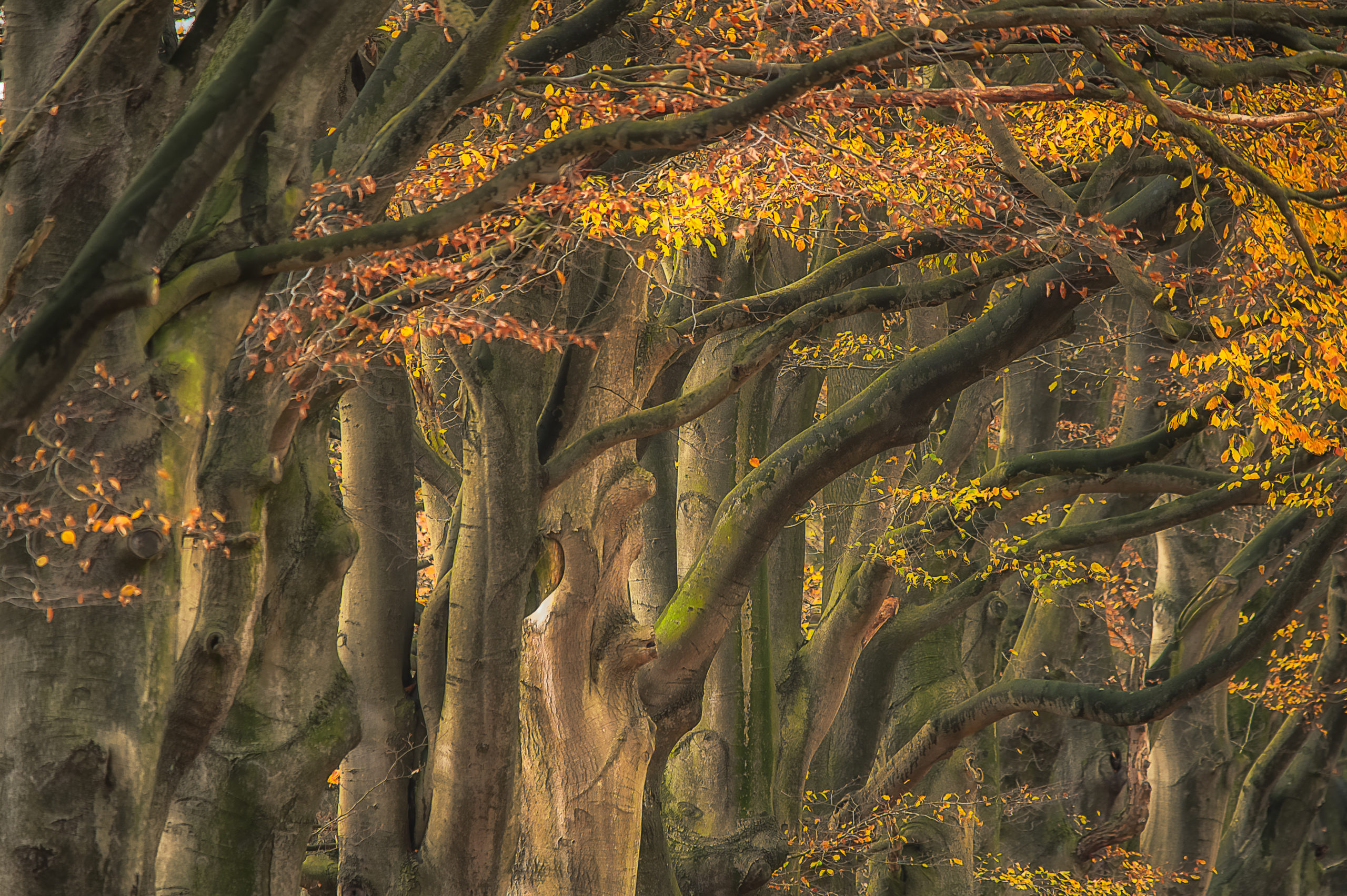 Foto van de Maand oktober wedstrijd