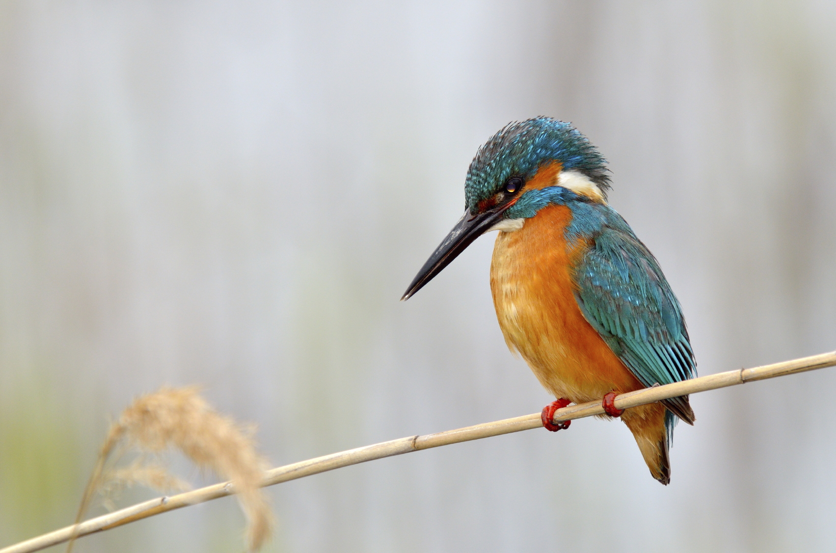 ijsvogel op riet