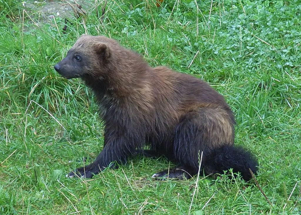 top 10 gevaarlijkste dieren