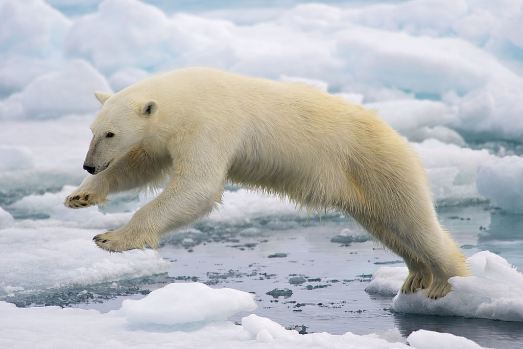 top 10 gevaarlijkste dieren