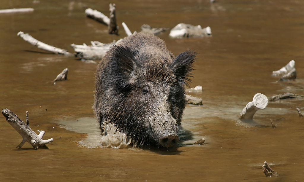 top 10 gevaarlijkste dieren