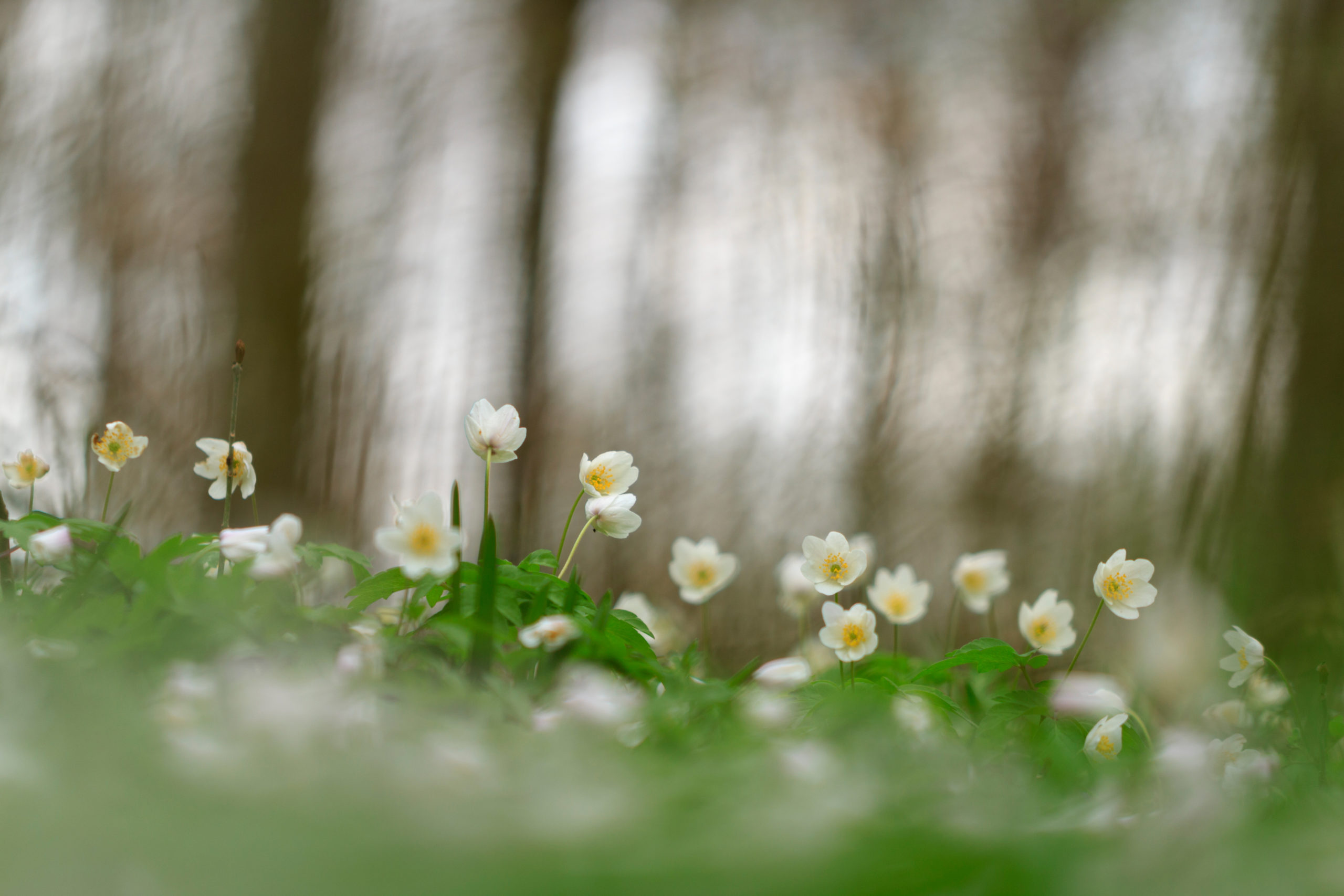 Hallerbos