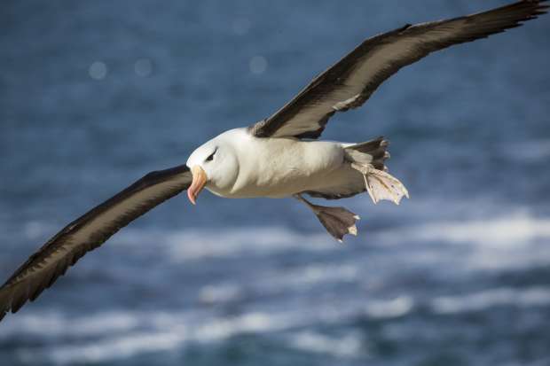 Trottoir onwetendheid belangrijk Een albatros zweeft dagenlang zonder met zijn vleugels te slaan