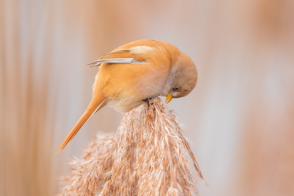 baardmannetjes