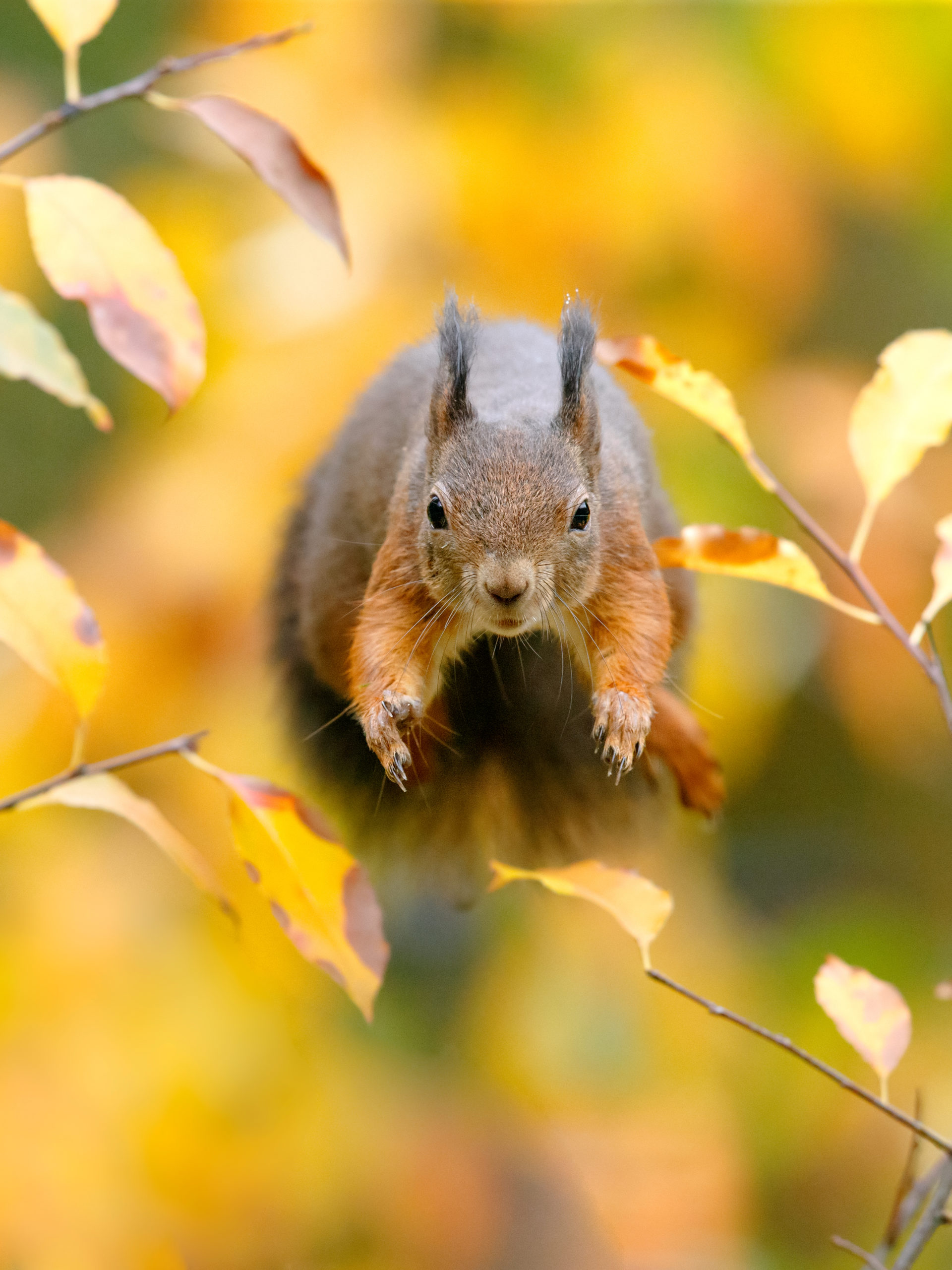 springende eekhoorn