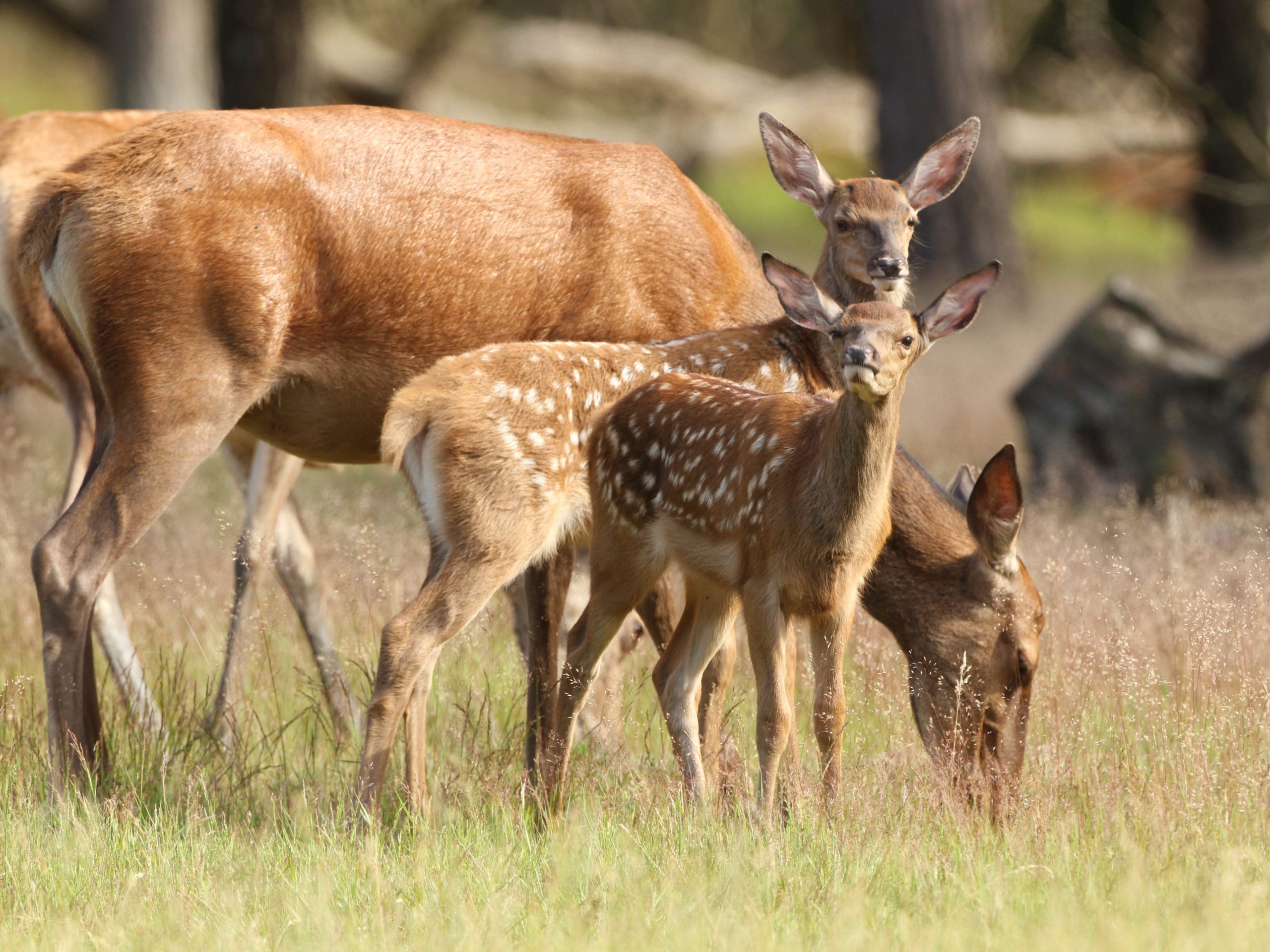 De Hoge Veluwe