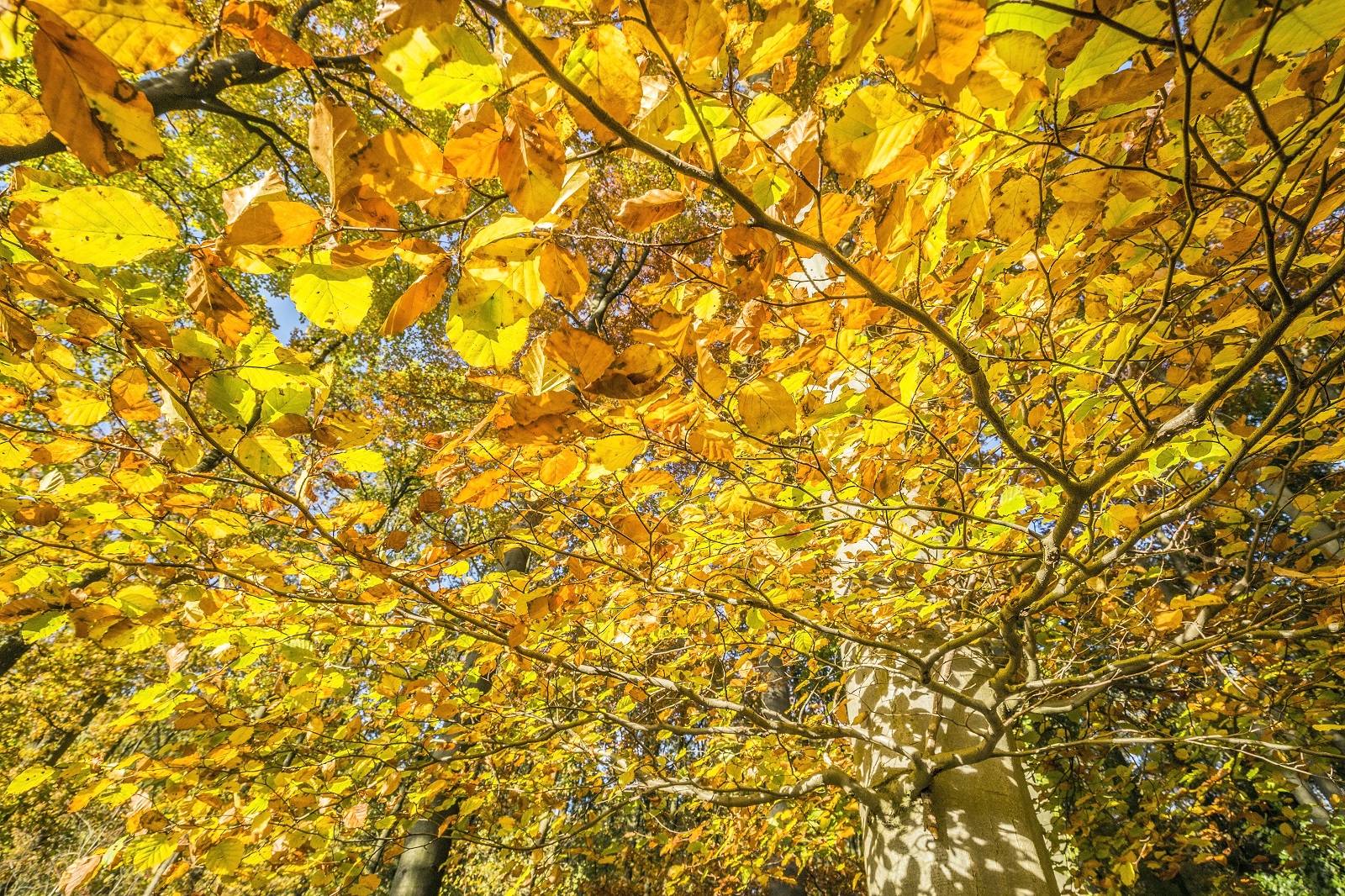 herfstkleuren