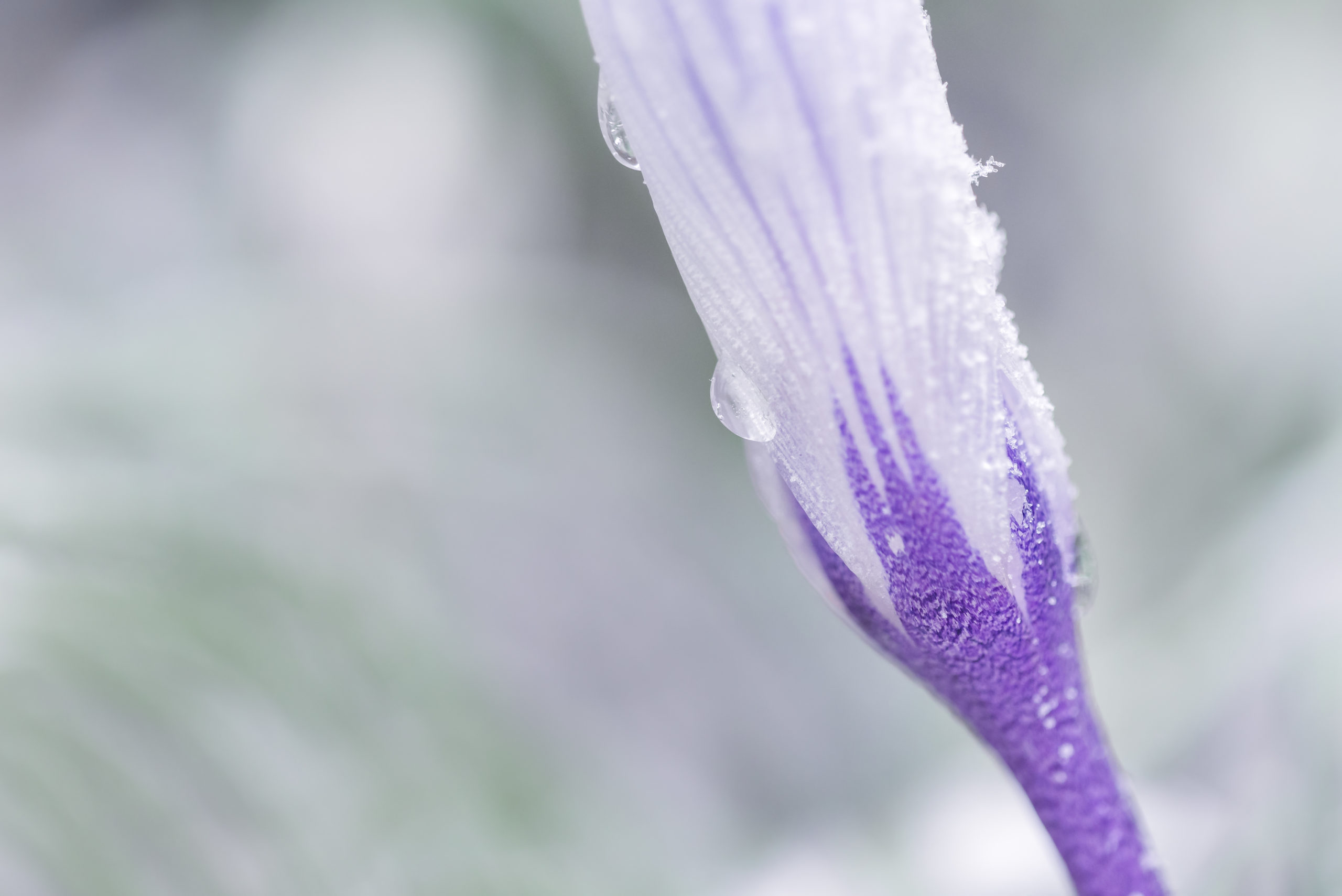 Frans Buissink over de echte wilde krokus - rootsmagazine.nl, image size:2560x1709